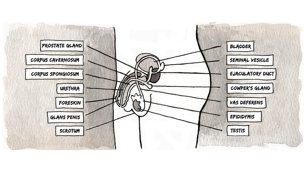 Mengage Medical Illustration