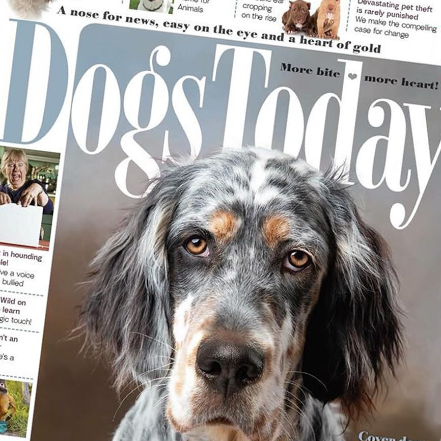 Website maintenance and development for Dogs Today and Dogs Monthly magazine